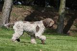 LAGOTTO 032